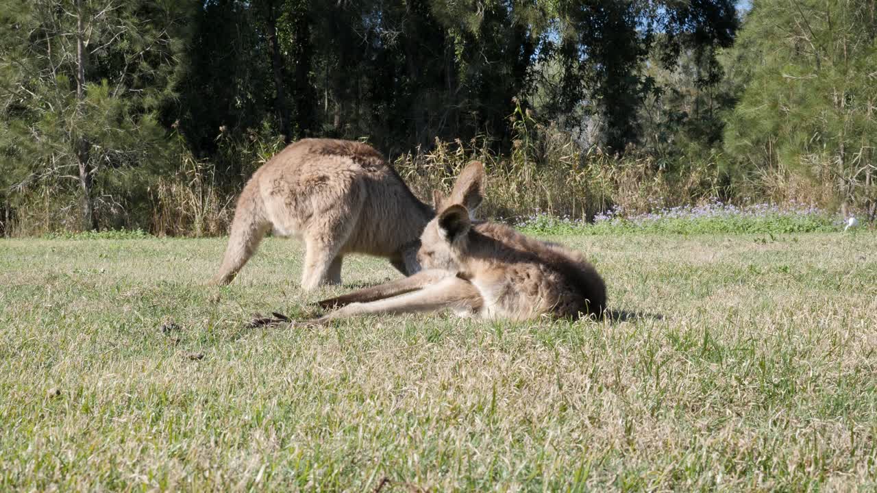 canguro bebé acicalándose mientras se tumba en el césped bajo el sol de invierno del mediodía