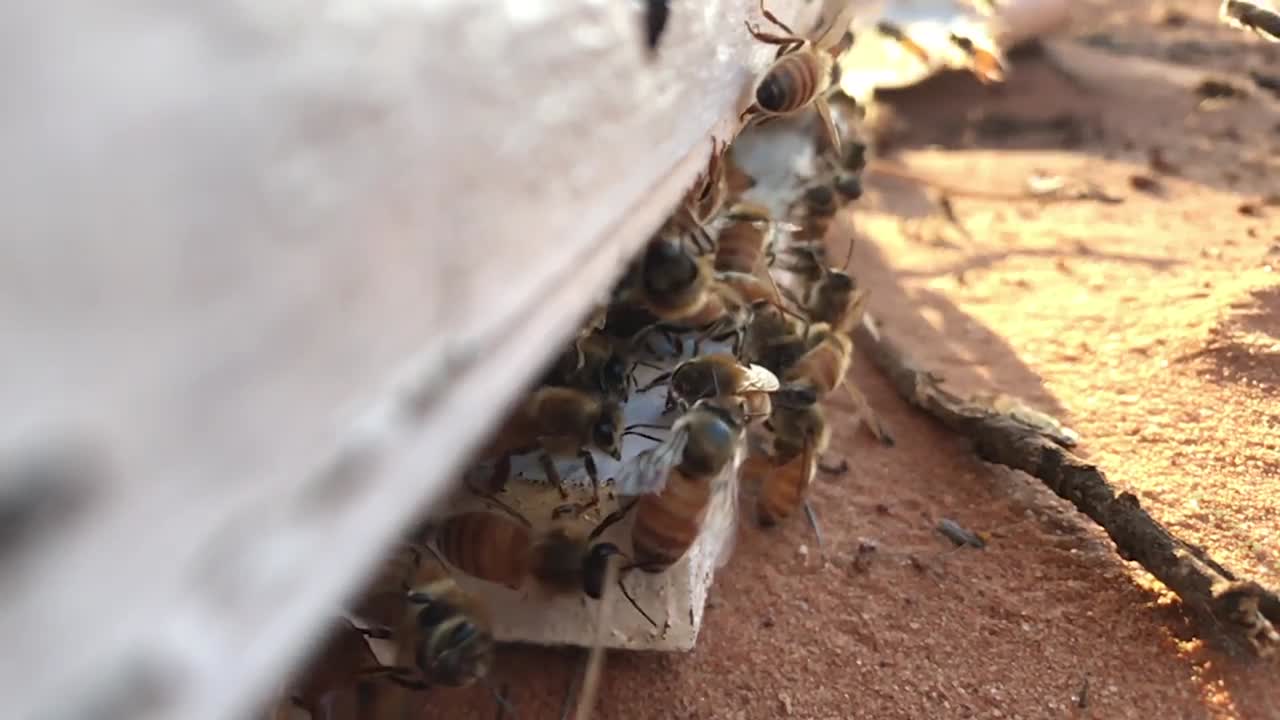 las abejas volando a la colmena al atardecer