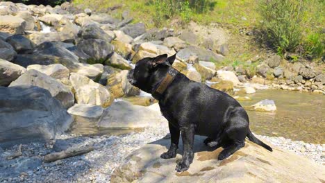 beautiful black dog sitting calmly on a rock with a waterfall in the background on a sunny day