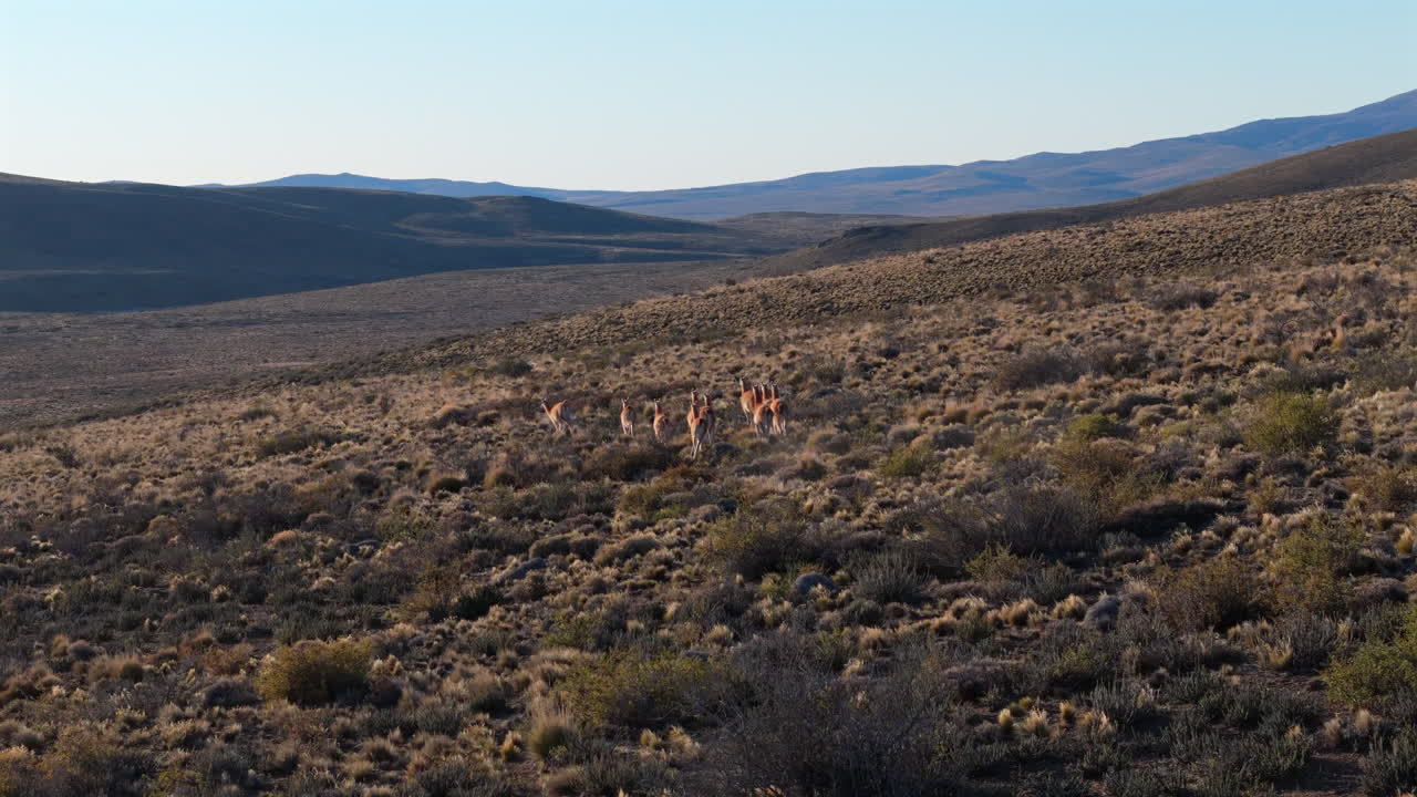 Following guanacos herd with drone in high plain's grassland, Patagonia Chubut, Argentina.