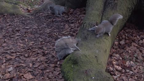 Curious-woodland-squirrels-foraging-playing-and-eating-nuts-in-Autumn-forest-park
