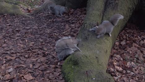 Curiosas-Ardillas-Del-Bosque-Forrajeando-Jugando-Y-Comiendo-Nueces-En-El-Parque-Forestal-De-Otoño