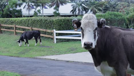 hereford cattle on norfolk island curiously inspecting while another cow is grazing