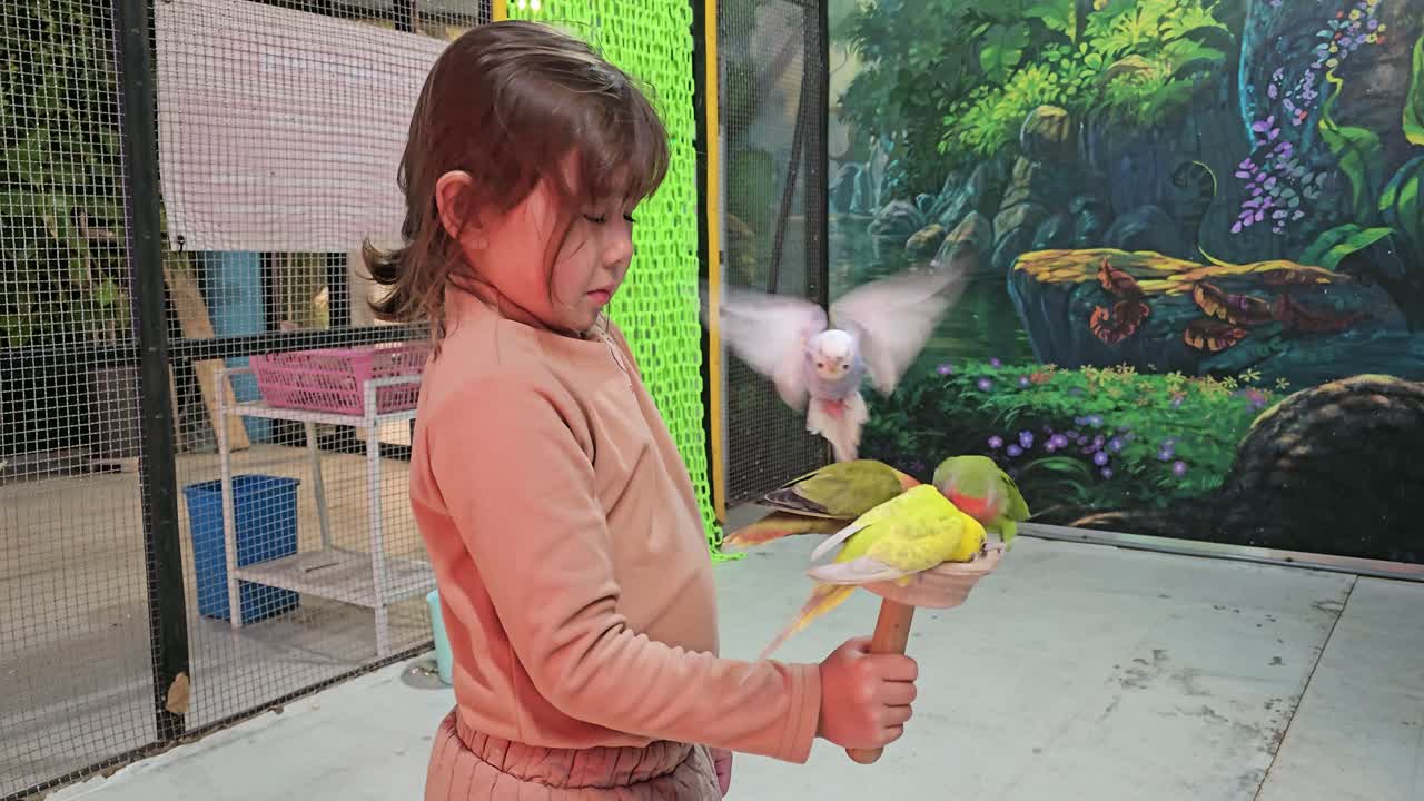 Cute little girl holds a perch feeding lovebirds and budgerigars at Birds interactive Cafe