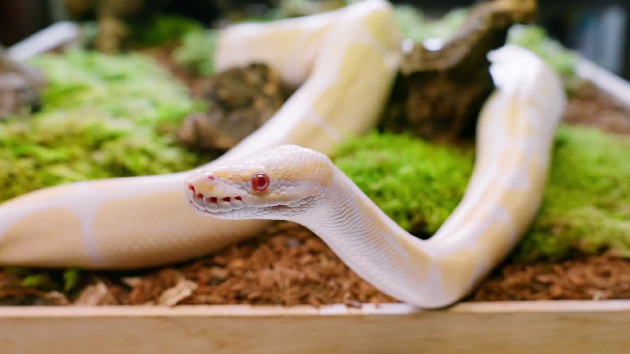 Snake moving slowly in a lush, mossy environment, showcasing its smooth movements