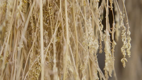 dried plants hanging