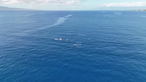 Paralaje-Aéreo-Alrededor-De-Ballenas-Jorobadas-Y-Delfines-Nadando-Entre-Dos-Islas-Hawaianas