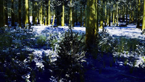 snowy winter forest scene
