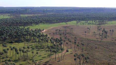 aerial view of palm tree plantation in south america
