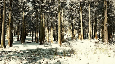 sunset or sunrise in the winter pine forest covered with a snow