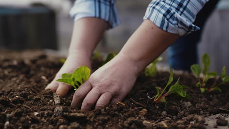 hands planting seedlings in a garden
