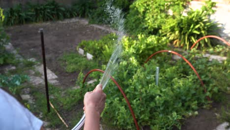 female gardener watering home-grown broad bean plants in garden vegetable patch