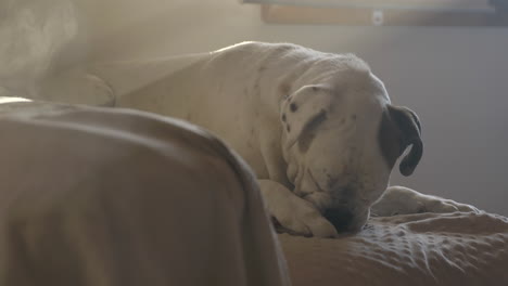 white boxer dog with a black ear in a dark haze-filled room chewing a tasty treat