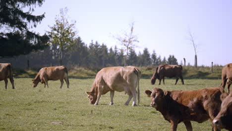 Grasende-Kuhherde