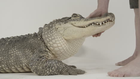 man without shoes handling an alligator