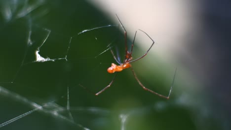 araneus diadematus