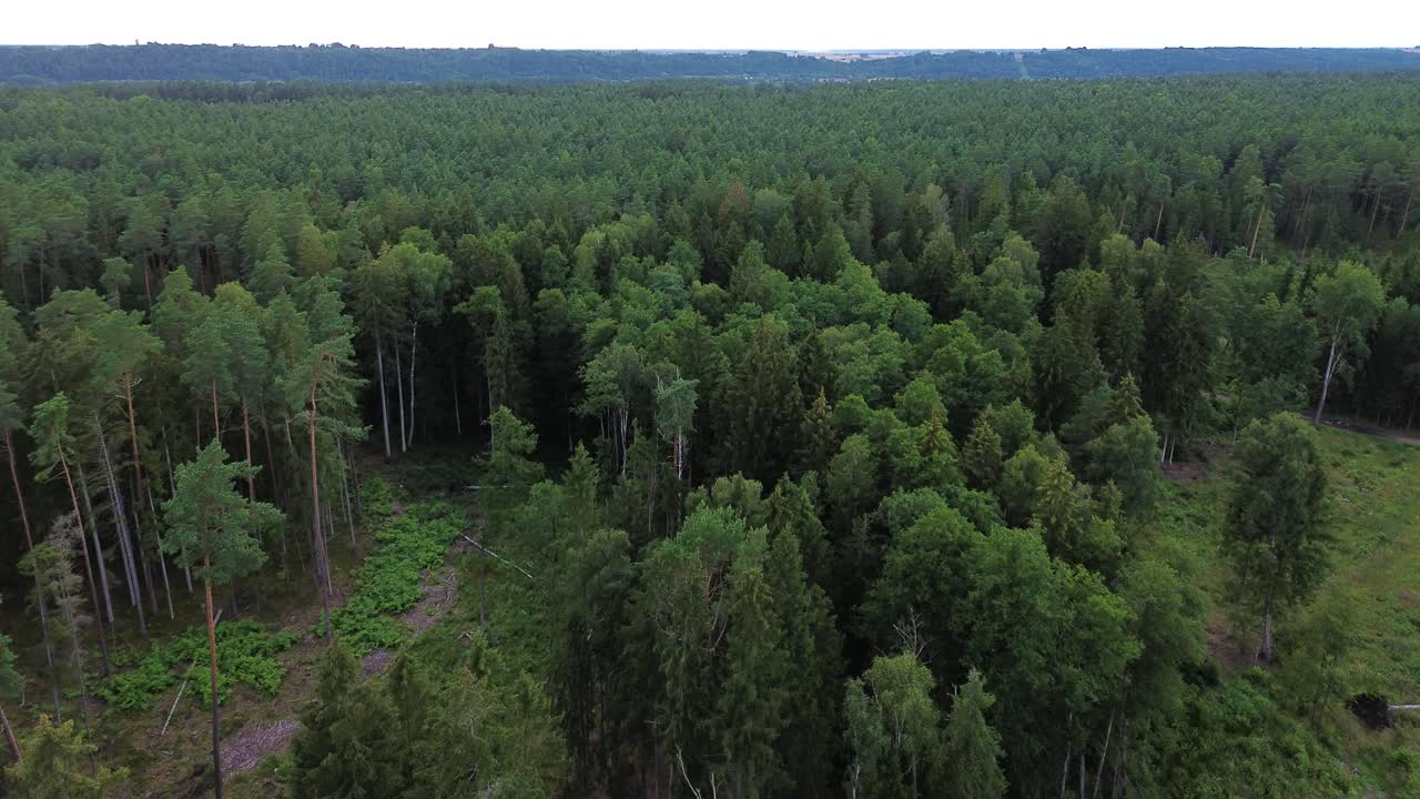 Bæredygtig skov i Østeuropa, dronebillede fra luften