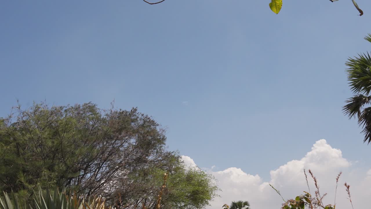 ⁇ 브라 요새 인근 의 푸른 하늘 을 배경 으로 한  ⁇ 나무 의 전망