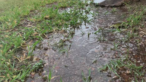 raindrops hitting the ground in the field