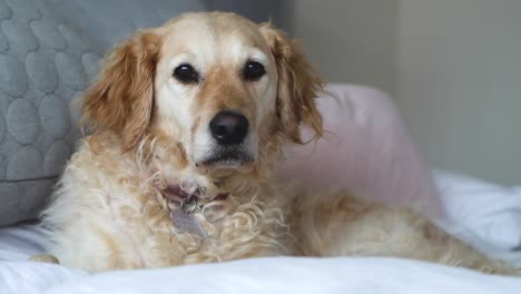 New-Breed-Goldendoodle-with-beautiful-curly-golden-fur,-laying-down-making-eye-contact-with-the-camera,-beautiful-and-unique-dog-with-a-blurry-background