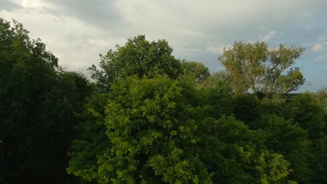 Ascending-aerial-footage-reveals-stormy-clouds-from-behind-forest-of-trees