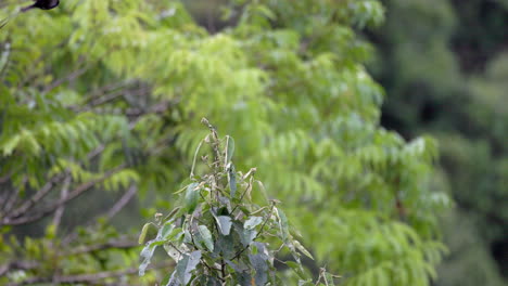 slow mo flycatching exotic tropical long-tailed tyrant flycatcher bird in jungle rainforest