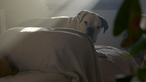 white boxer dog wakes up from sleep on couch lit by sunshine, static view