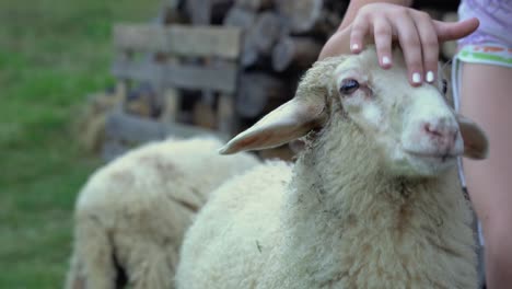 Hand-of-young-girl-petting-cute-white-sheep-on-cloudy-day