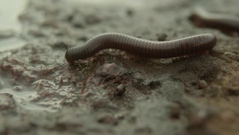 close-up of an earthworm moving across wet, muddy soil, highlighting its segmented body and natural habitat