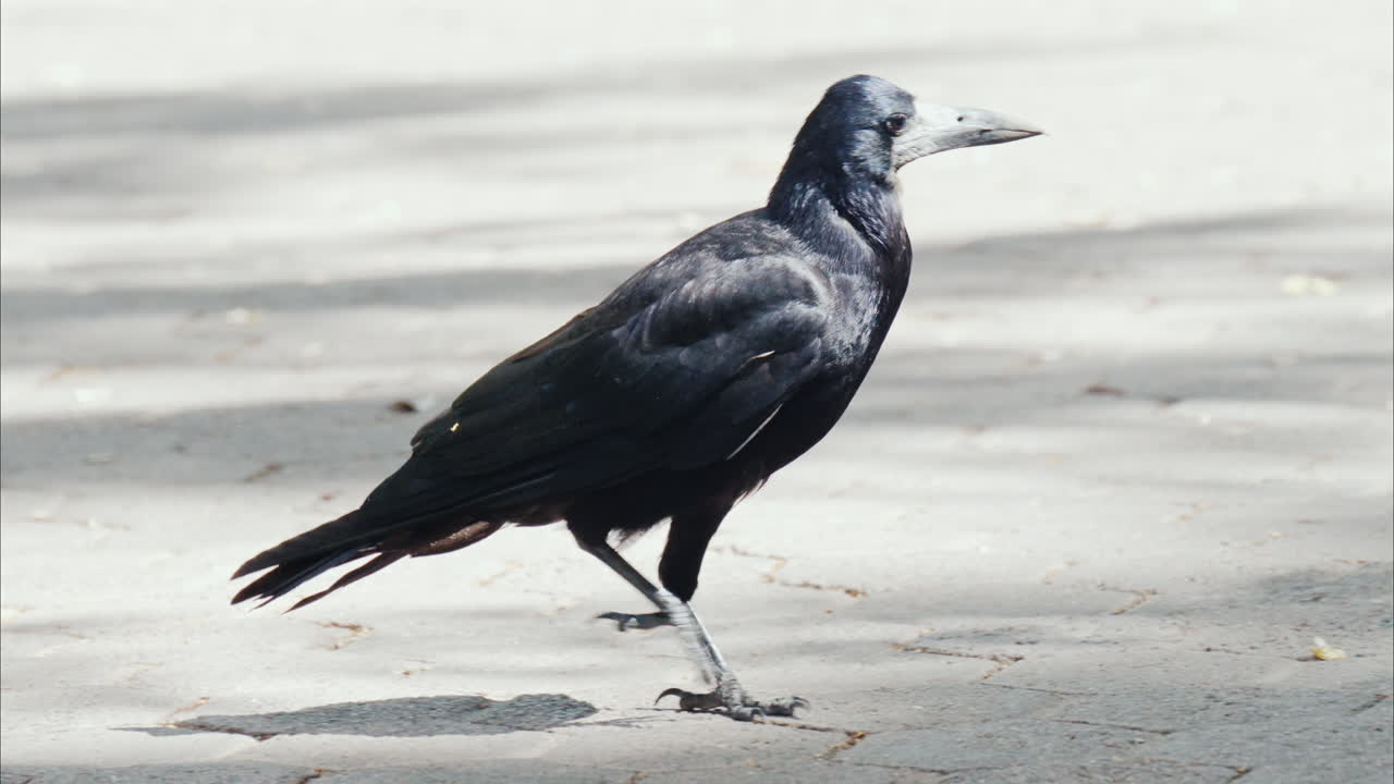 Close up of a crow walking in the park in daylight