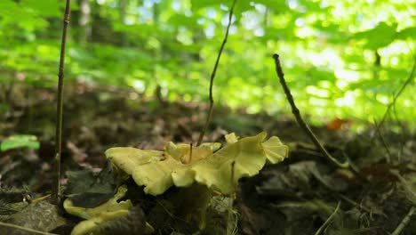 Hedgehog-mushrooms-Hydnum-repandum-growing-from-forest-floor-detritus,-closeup