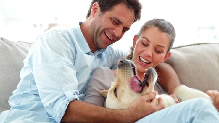 un joli couple caresse leur chien labrador sur le canapé.