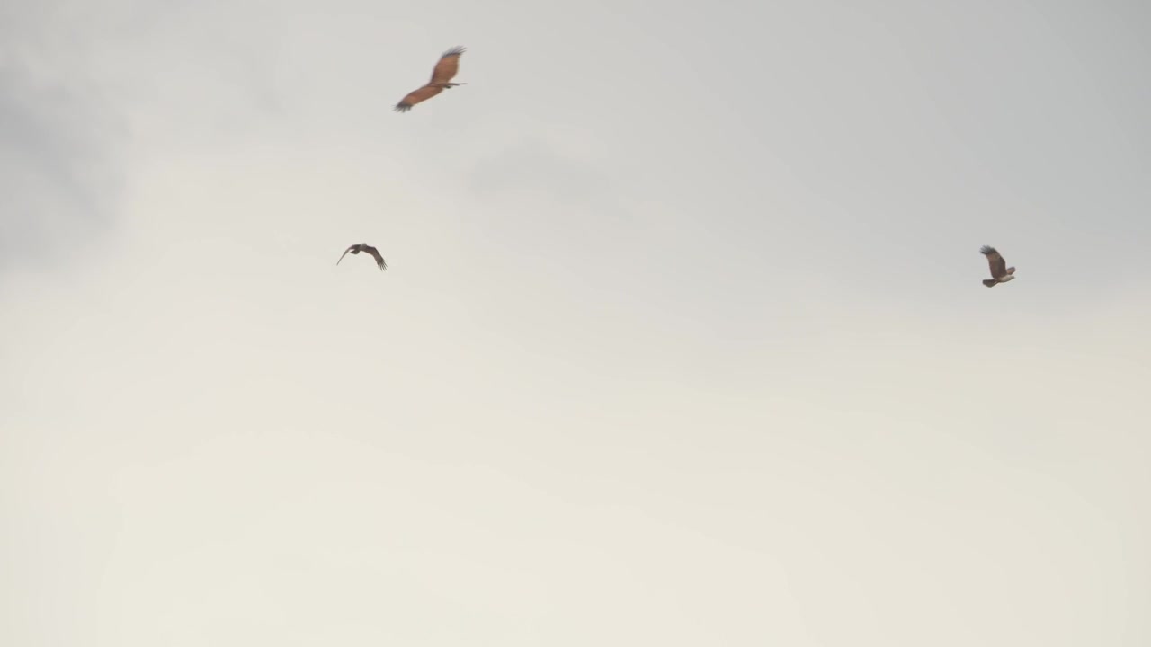 Daytime Shot of Brahminy Kites Soaring Above The Mangrove Forest Along Chanthaburi River In Chanthaburi, Thailand