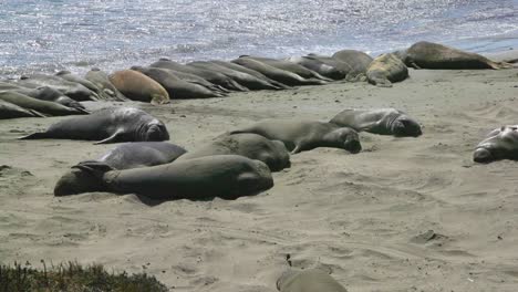 Gruppe-Von-Seelöwen,-Die-Aus-Nächster-Nähe-Am-Strand-Liegen