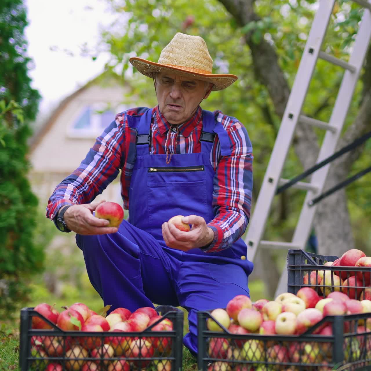 Gardener holding busket full of apples. Farmer working with fresh fruits