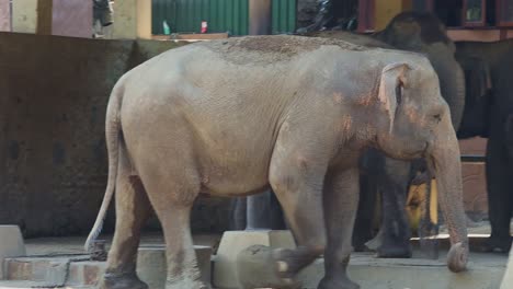 elephants in a zoo
