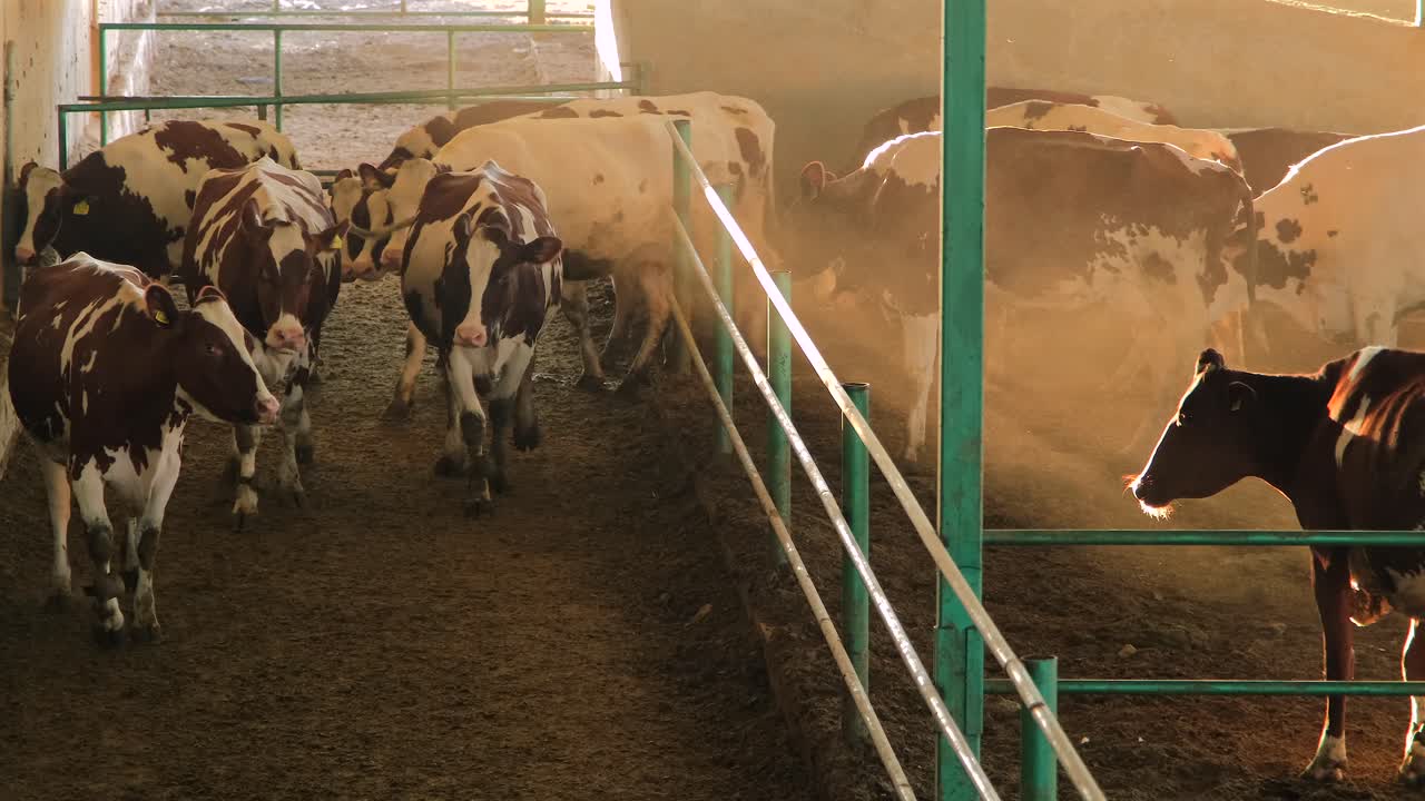 터키, 중동 국가, 소 관리,  ⁇ 기, 먹이 먹기, 농장 생활, 소 우유