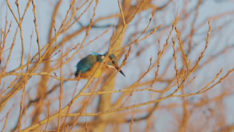 common kingfisher perched high above open water actively hunting