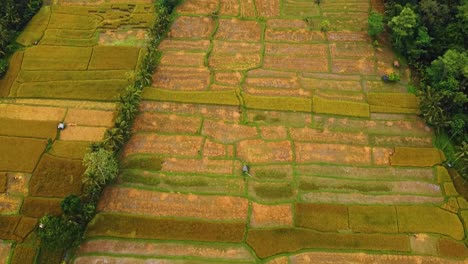 Beautiful-cinematic-Ubud,-Bali-drone-footage-with-exotic-rice-terrace,-small-farms-and-foggy-agroforestry-plantation