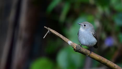 taiga flycatcher, female,