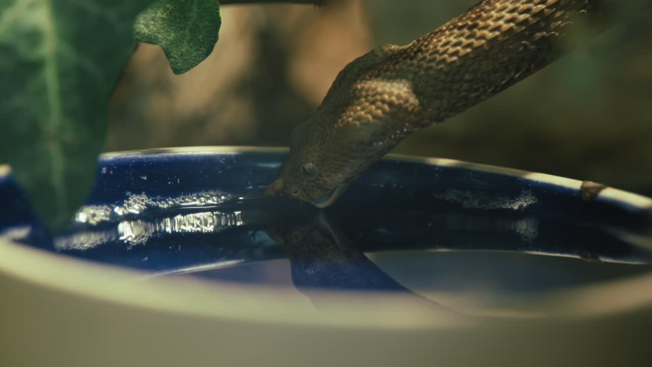 коричневая змея пьет воду из синей чаши, частично скрытой листьями