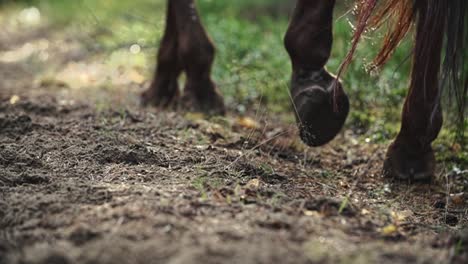 pezuñas de caballo caminando sobre arena, suciedad en un bosque en cámara lenta, marrón, cola