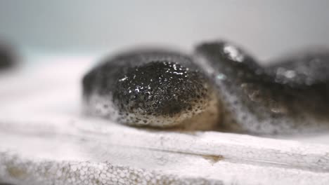 pepino de mar sobre un fondo blanco