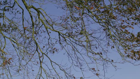 branches contrasting against blue sky