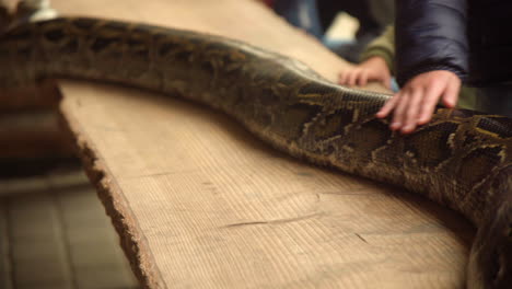 Hands-petting-Dark-Tiger-Python-Snake-on-table