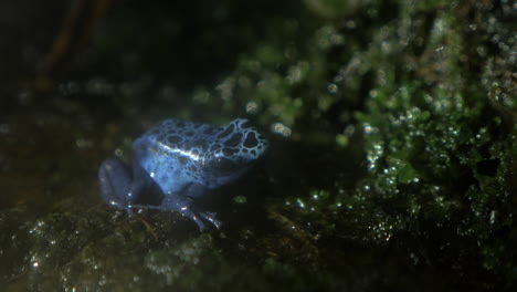 veneno azul rana dardo