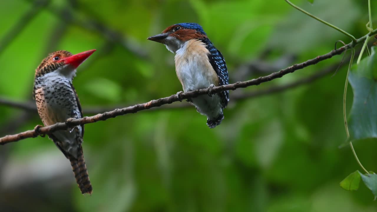 un pájaro padre hembra en el lado izquierdo mirándose con su cría macho después de alimentarse, martín pescador anillado lacedo pulchella, parque nacional kaeng krachan, tailandia