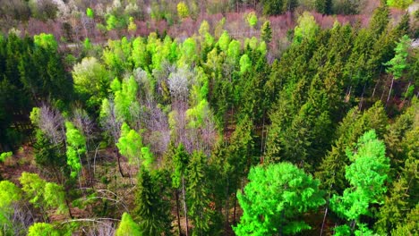 spring awakens: aerial mosaic of green amidst dormant trees