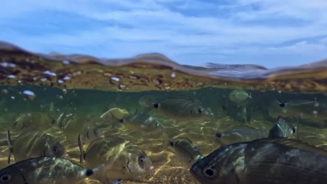 Gopro-split-underwater-view-of-hand-feeding-fish-in-shallow-sea-water