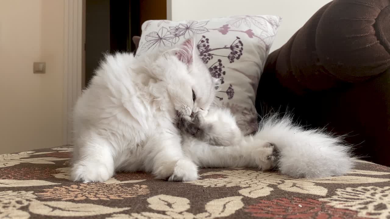 4K video footage of white cat licking her paws and washes herself on armchair